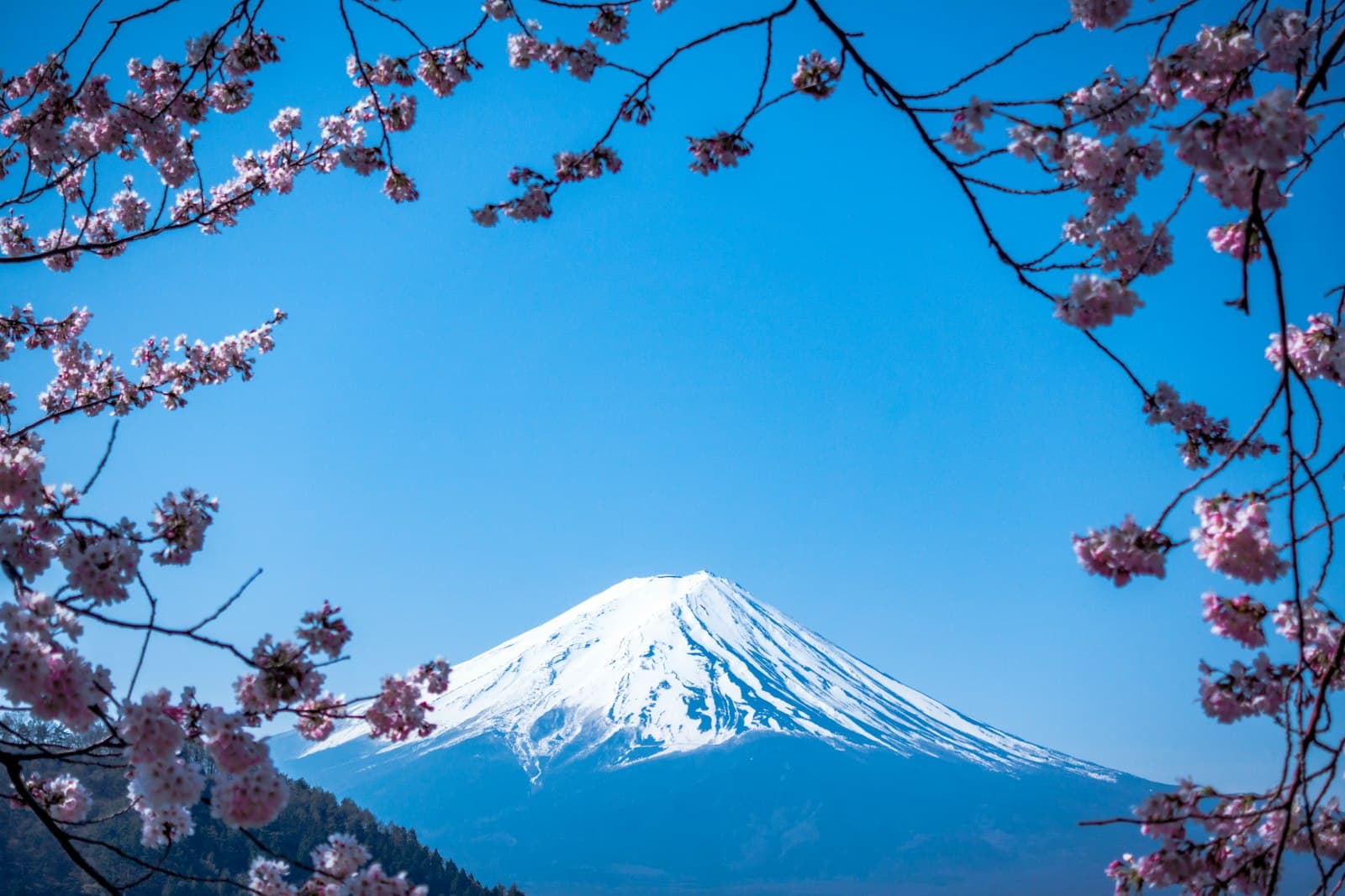 Monte Fuji nevado emoldurado por cerejeiras em flor
